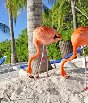Aruba