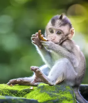Bali