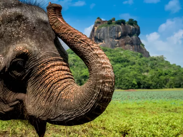 Oman & Sri Lanka