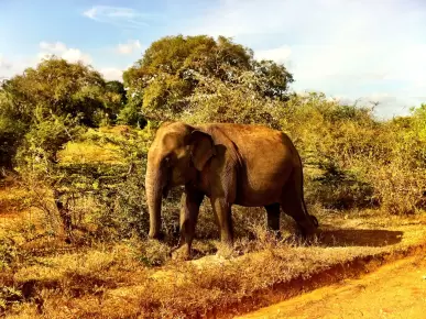 Yala National Park Yala National Park