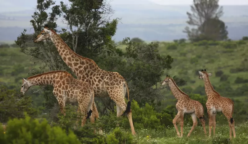 KARIEGA MAIN LODGE -GIRAFFE KARIEGA MAIN LODGE -GIRAFFE