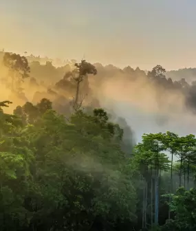 Borneo