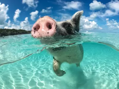 Swim with pigs Swim with pigs