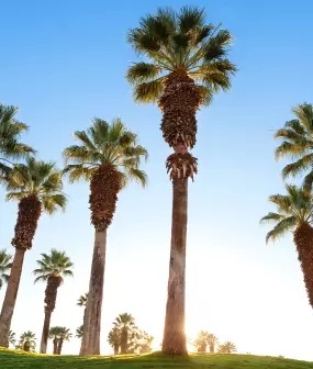 Palm Springs
