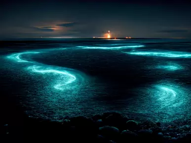 Stars of the Sea
