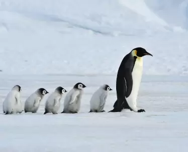 Antarctica Cruises