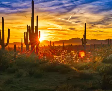 Pioneer Trails