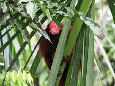 Iquitos Iquitos