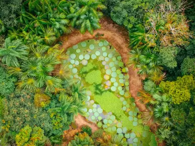Manaus Manaus