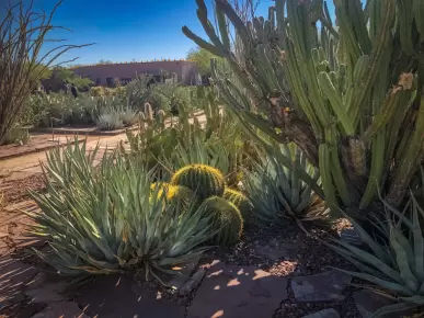Desert Botanical Garden Desert Botanical Garden