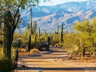 Saguaro National Park Saguaro National Park