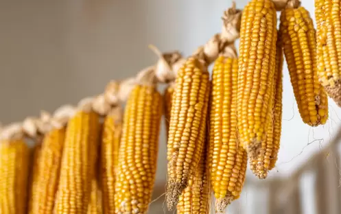 Agreco Farm Taverna, Sweetcorn Agreco Farm Taverna, Sweetcorn