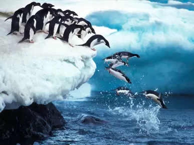 Antarctica Antarctica