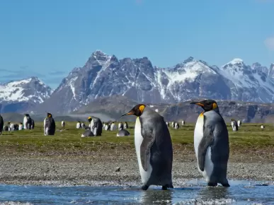 South Georgia Island South Georgia Island