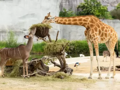 San Diego Zoo San Diego Zoo