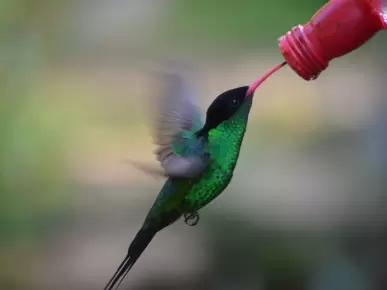 Rocklands Bird Sanctuary