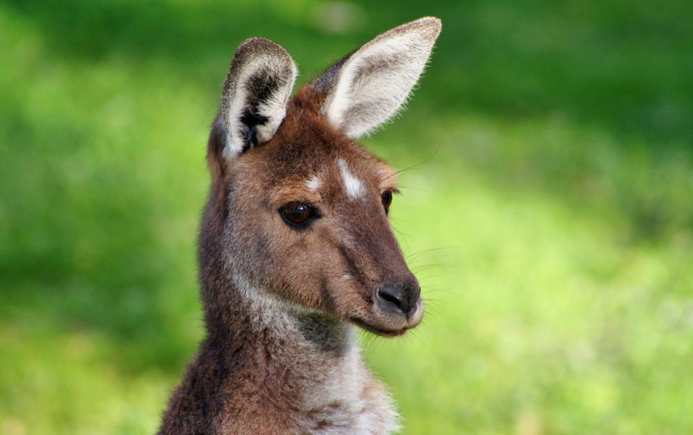 Townsville, Queensland - Australia Kangaroo_2022-05-05_20-29-10.jpg