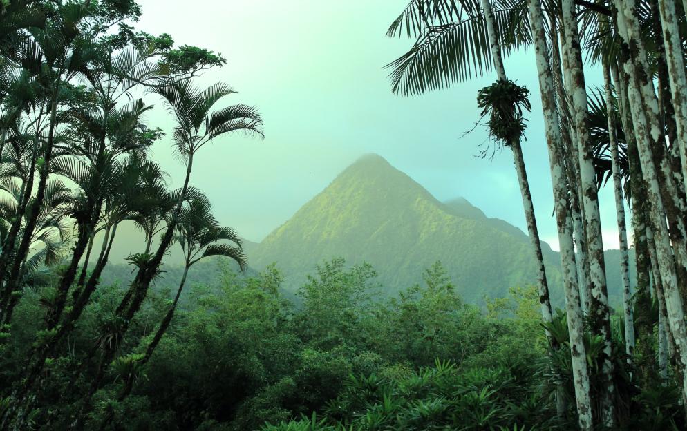 Saint Pierre - Jardin de Balata weronika-wSEv7Nanuxc-unsplash.jpg