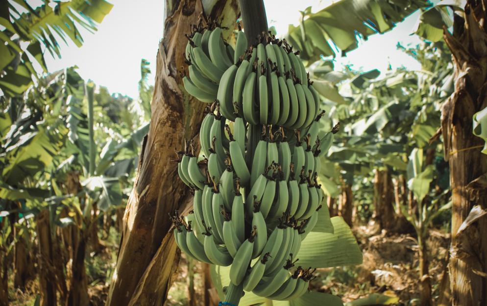 Saint Pierre - jametlene-reskp-R2vgo2Zm3Tc-unsplash.jpg