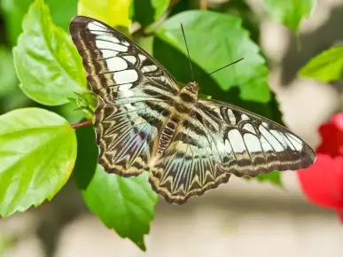 The Butterfly Farm Aruba The Butterfly Farm Aruba