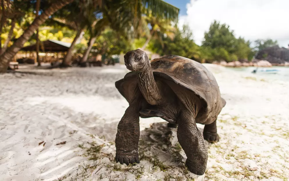 Curieuse Island - Curieuse-Island-Seychelles_693.jpg