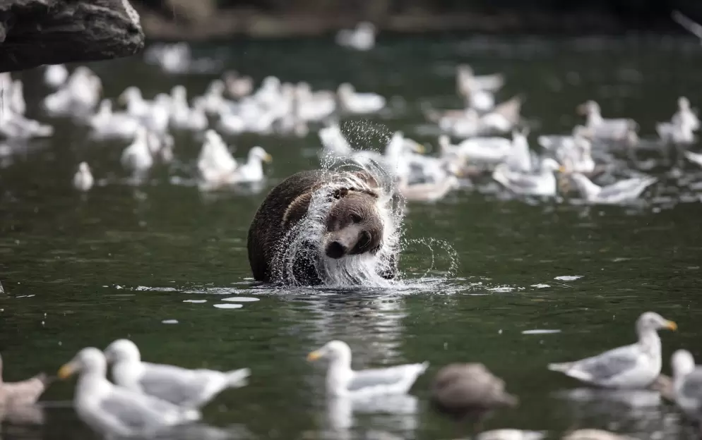 Kodiak, Alaska - Kodiak_970.jpg